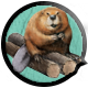 Beaver