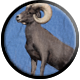 Black Sheep