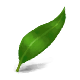 Gum Leaf