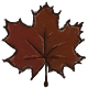 A Wild Maple Leaf Appears!