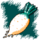 YELLOW Daikon