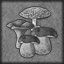 Excellent mushroom picker