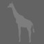Giraffa