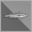 1.000 kg Silver Hake