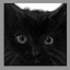 Fortune's Cat