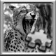 Cheetah Complete!