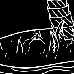 Spider 2