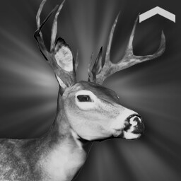 Deer Hunter (Novice)
