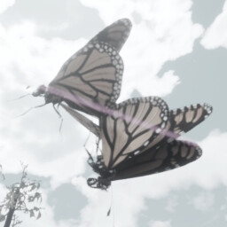 The Life Of A Monarch (Male)