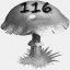 Mushrooms Collected 116
