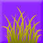 gnom_245