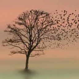 Lonely Tree