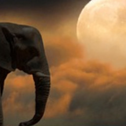 Elephants