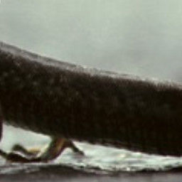 Lizard