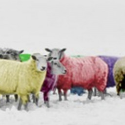 Sheeps
