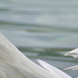 Swan