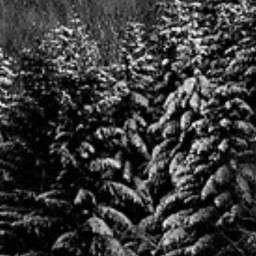 Gloomy forest