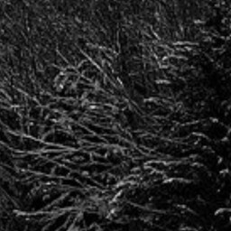 Gloomy forest