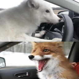 fops drive