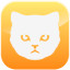American Shorthair
