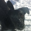 nara's dog