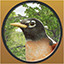 American Robin