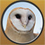 Barn Owl