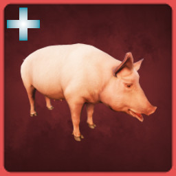 Domestic Pig