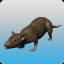 Aid of Rats