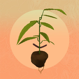 Seed 6 - Cacao - Crops