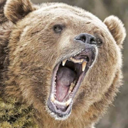 Death by bear