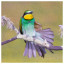Bird 42