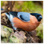 Bird 43