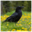 Bird 46