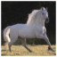Horse 13