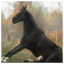 Horse 20