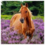 Horse 22