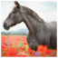 Horse 27