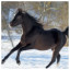 Horse 29