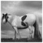 Horse 81