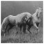 Horse 90
