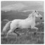 Horse 96