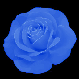 Blue Rose