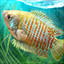 Anabantidae angler