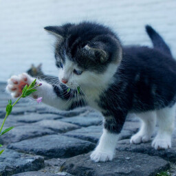 Meow!