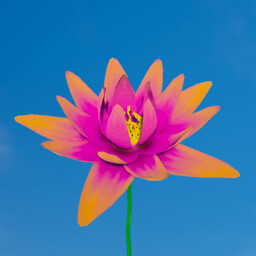 Water lily