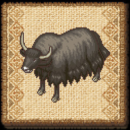 Young Yak Cow