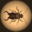 Unlocked Earwigs