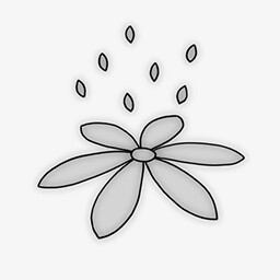 Flower Seeds