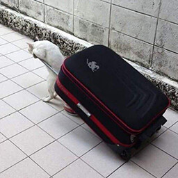 Suitcase with panties
